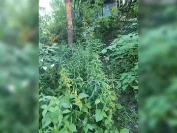 Bongacams Best live sex cam show of Hotpepper-Sweetpepper