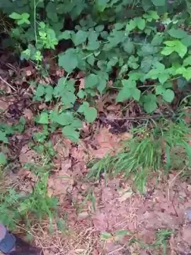 Cam4 Live Porn of orchideahot
