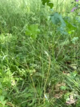 Cam4 Live Porn of Xxlian23