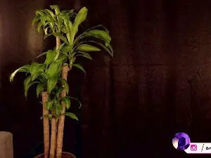 Cam4 Live Sex of Bruno_Rangel