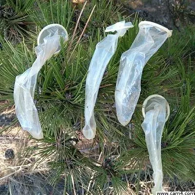 sikici20
