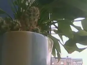 Cam4 Best live sex cam show of submb64