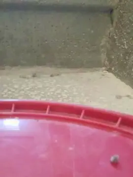 Cam4 Sex Cam of likescock5