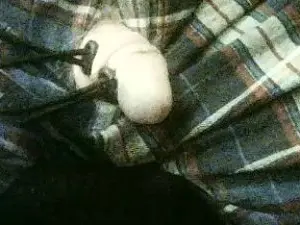 Cam4 Live Porn of rob4844262481