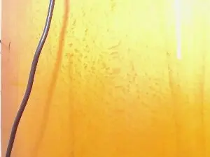 Cam4 Free Porn Cam of pollonbig07