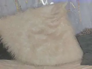 Camsoda Live Sex of sofyqueen