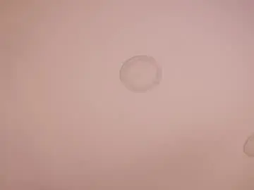 Chaturbate Adult Webcams of abby_me
