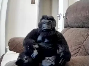 Chaturbate Free Porn Cam of haywired1