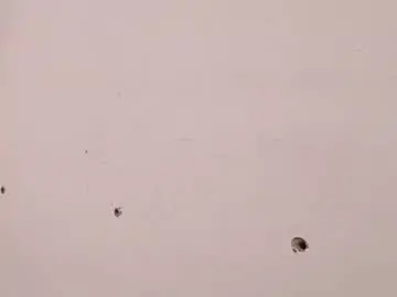 Chaturbate Live Porn of theyllorwillians