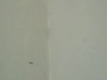 Chaturbate Best Webcam of birbikrom104