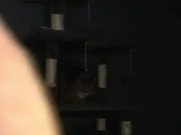 Chaturbate Free Porn Cam of sydaffect