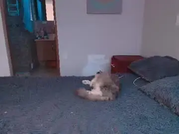 Chaturbate Adult Webcam of katybloom_