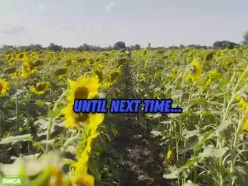Chaturbate Live Sex of sunflower0907