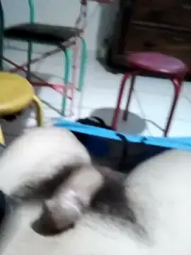 Stripchat Live Sex of userbrasil12345