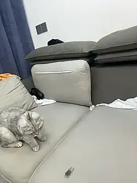 Stripchat Free Porn Cam of yyydgda